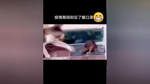 视频变声搞笑,视频变声搞笑大揭秘